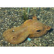 Tête d'hippopotame (Décoration de jardin)